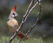 Cardinal vermillon