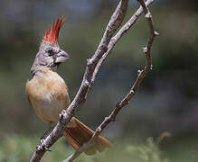 Vermilion Cardinal