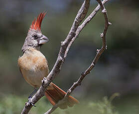 Cardinal vermillon