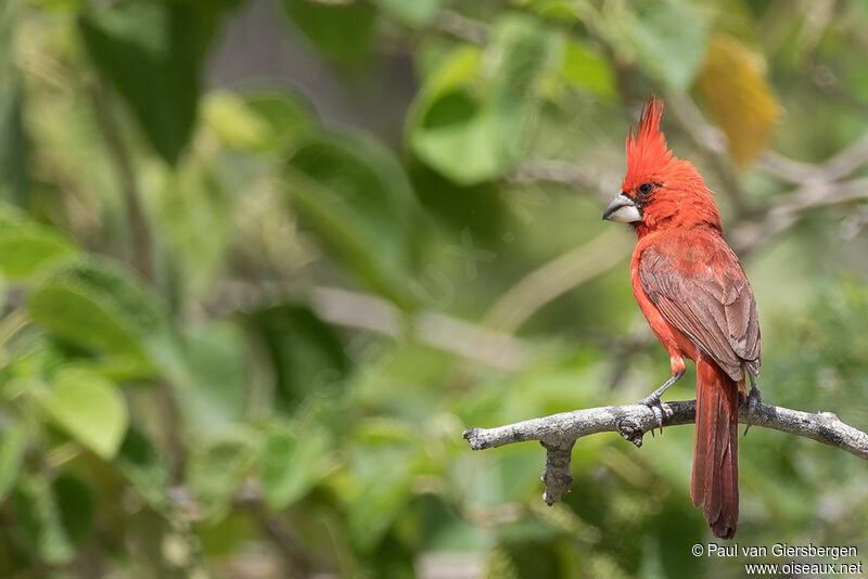 Cardinal vermillon mâle adulte