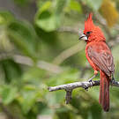 Cardinal vermillon