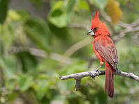 Cardinal vermillon