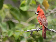 Vermilion Cardinal