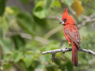 Cardinal vermillon