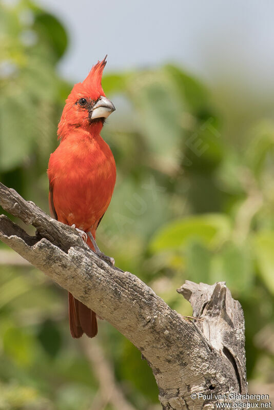 Vermilion Cardinal male adult
