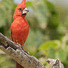 Cardinal vermillon