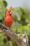 Cardinal vermillon