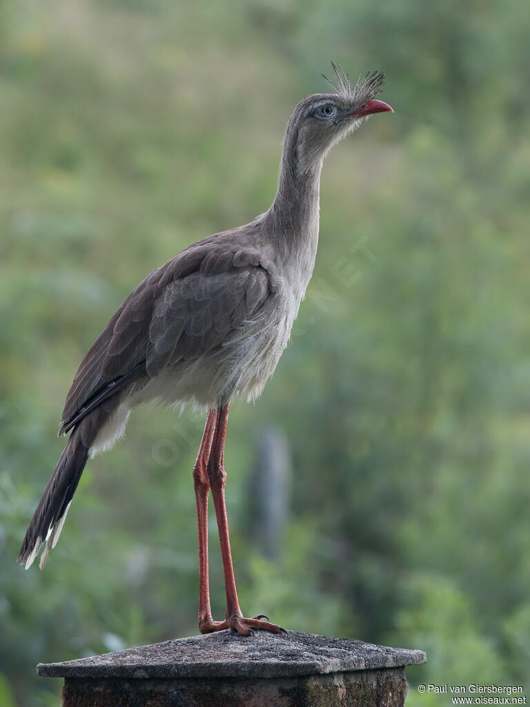 Cariama huppé