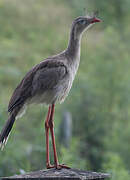 Red-legged Seriema