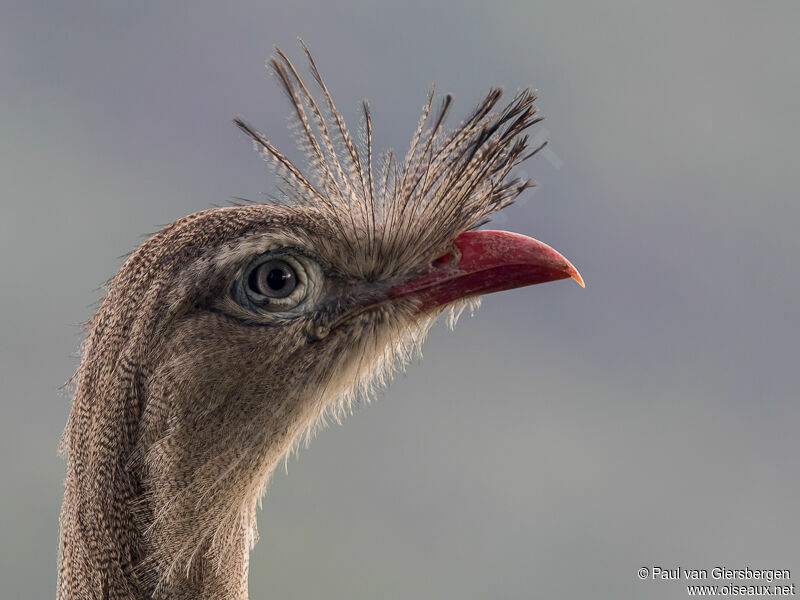 Red-legged Seriema