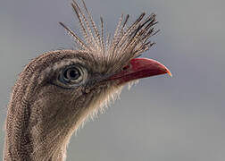 Red-legged Seriema