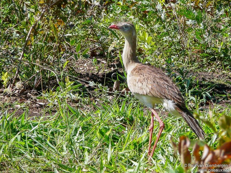 Red-legged Seriema