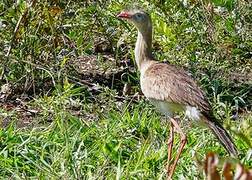 Red-legged Seriema