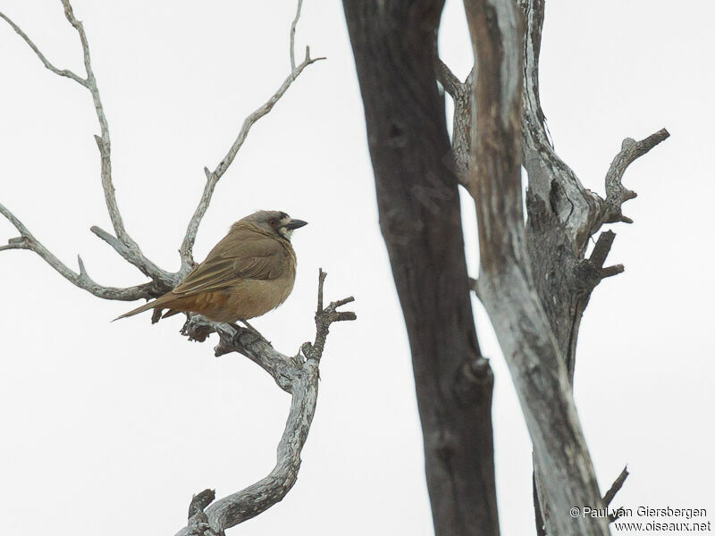 Crested Bellbird