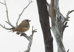 Crested Bellbird