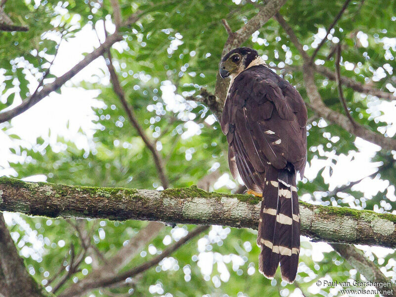 Collared Forest Falcon