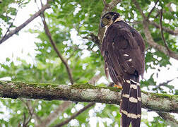 Collared Forest Falcon