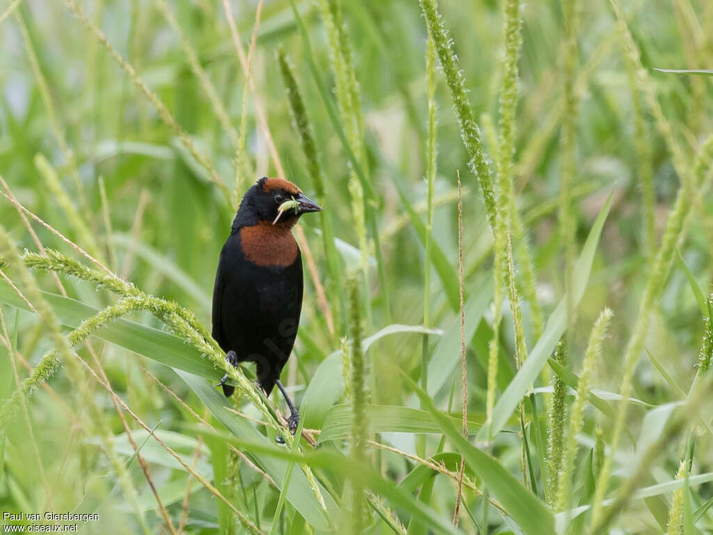 Chestnut-capped Blackbird male adult, feeding habits