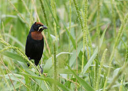 Chestnut-capped Blackbird