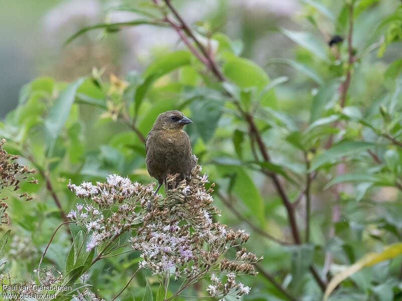 Carouge à calotte rousseimmature, identification