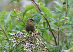 Chestnut-capped Blackbird