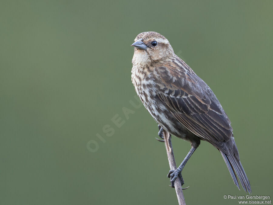 Red-winged Blackbird female adult