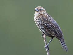 Red-winged Blackbird