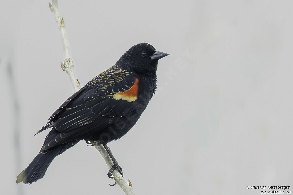 Red-winged Blackbird male adult