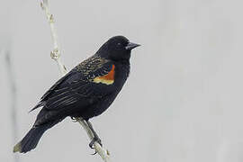 Red-winged Blackbird