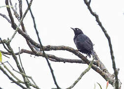 Pale-eyed Blackbird