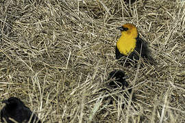 Yellow-headed Blackbird