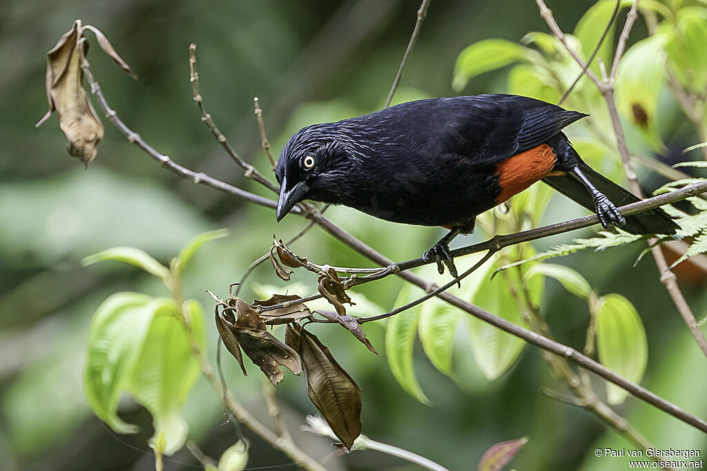 Red-bellied Grackle