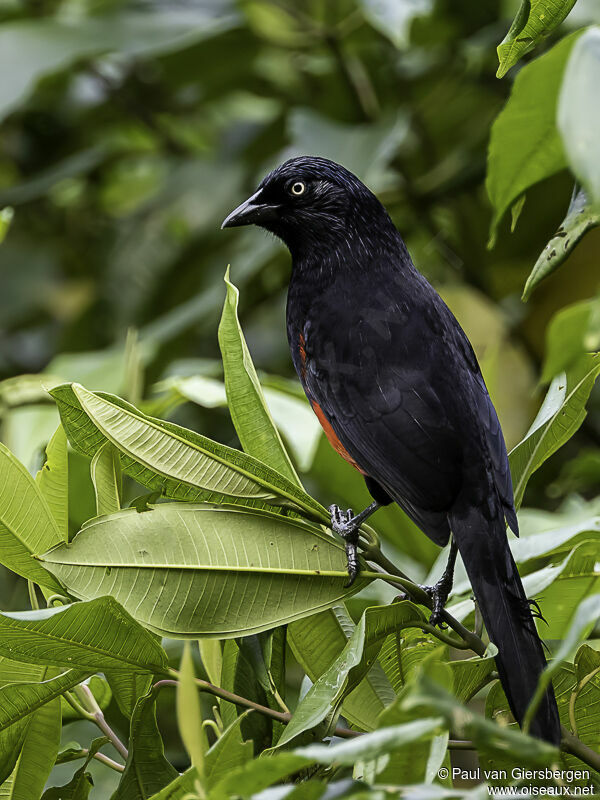 Red-bellied Grackle
