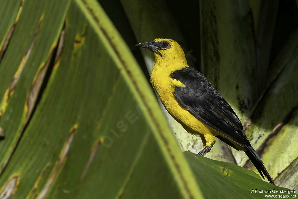 Oriole Blackbirdadult