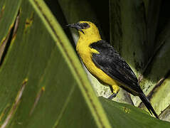 Oriole Blackbird