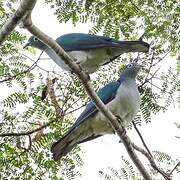 Spectacled Imperial Pigeon