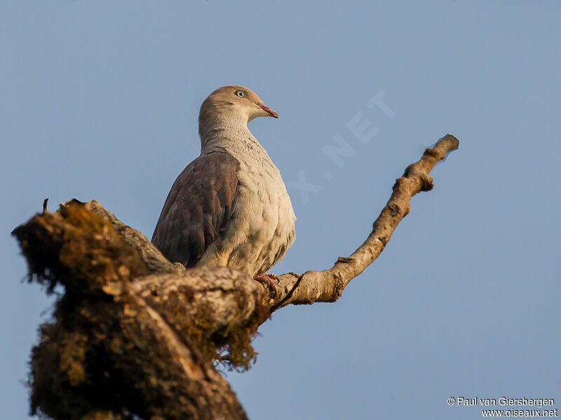 Mountain Imperial Pigeon