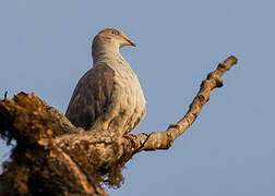 Mountain Imperial Pigeon