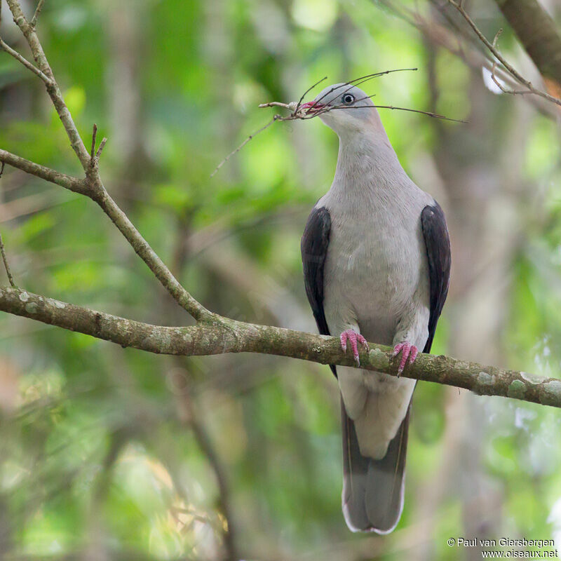 Mountain Imperial Pigeon