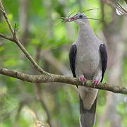 Mountain Imperial Pigeon