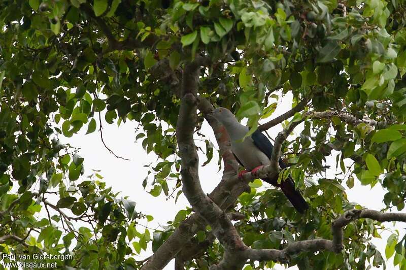 Elegant Imperial Pigeonadult, identification