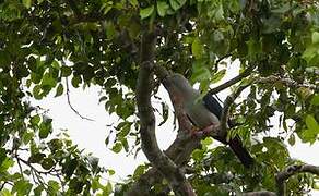 Elegant Imperial Pigeon