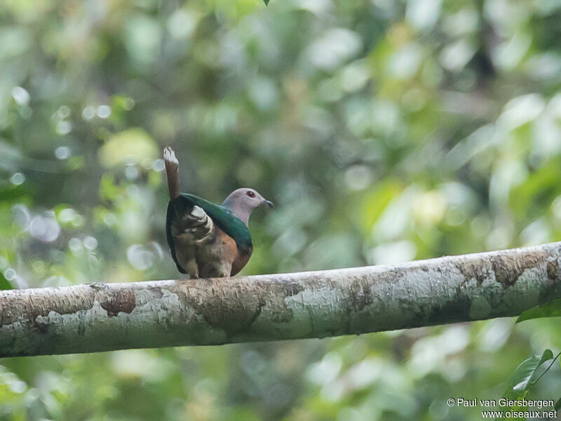 Purple-tailed Imperial Pigeon