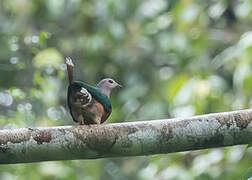 Purple-tailed Imperial Pigeon