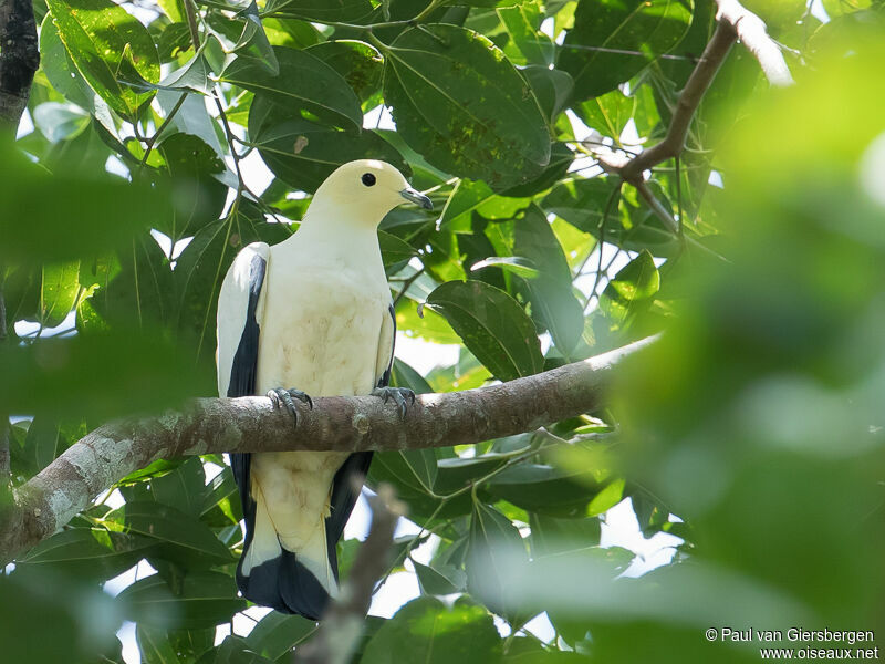 Pied Imperial Pigeon