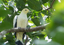 Pied Imperial Pigeon