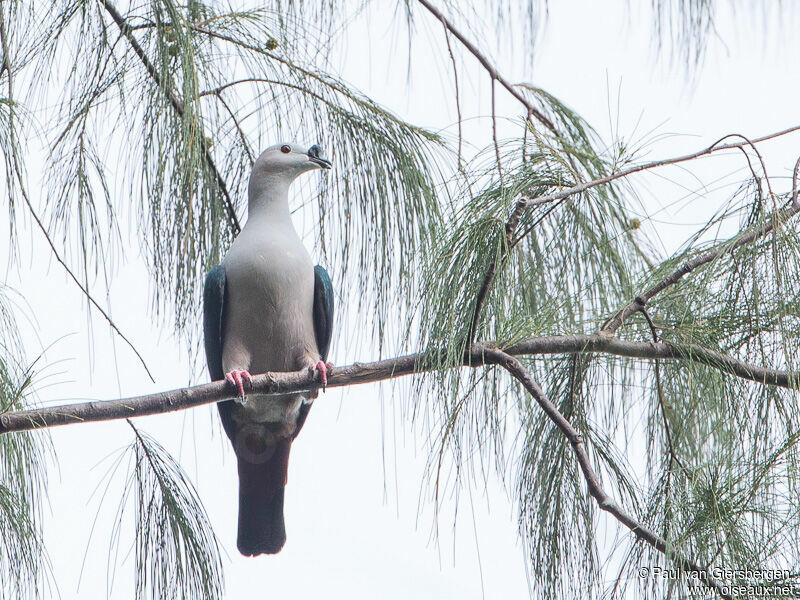 Spice Imperial Pigeonadult