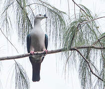 Spice Imperial Pigeon