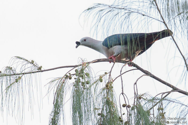 Spice Imperial Pigeon