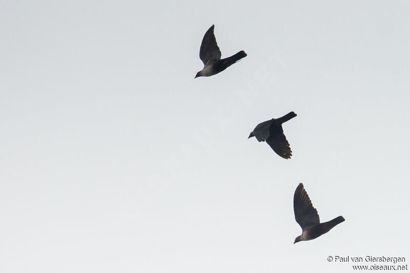 Papuan Mountain Pigeon